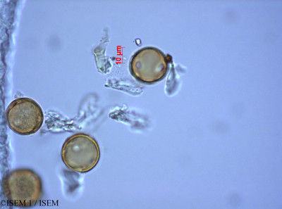 Ribes erectum - lame n° 28079